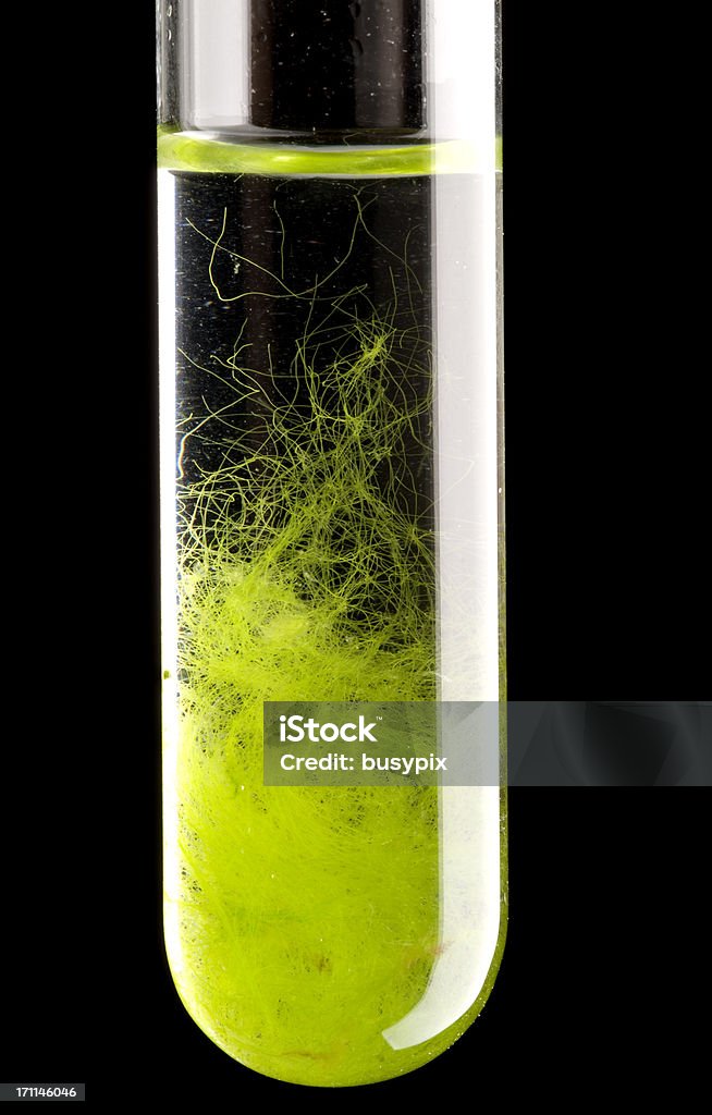 Proveta de algas - Foto de stock de Verde - Descrição de Cor royalty-free