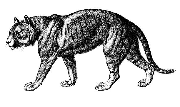 ilustrações, clipart, desenhos animados e ícones de tigre antigo ilustrações de animais / - victorian style engraving engraved image white