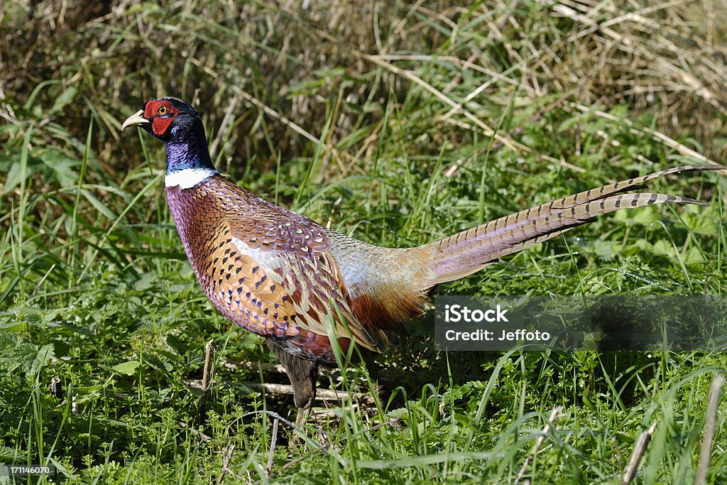 Männliche pheasant-bird - Lizenzfrei Bunt - Farbton Stock-Foto