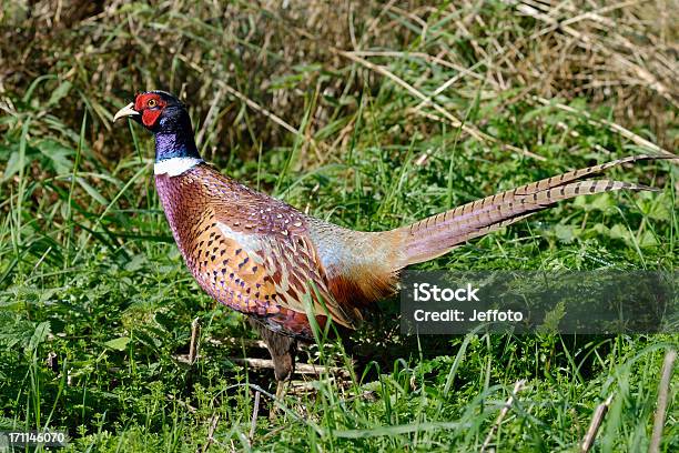 Photo libre de droit de Oiseau Mâle Faisan Jeu banque d'images et plus d'images libres de droit de Automne - Automne, Couleur, Couleur et motif du pelage