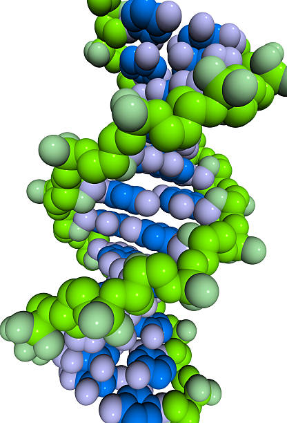 drugmodel: днк упаковка - virus molecular structure healthcare and medicine russian influenza стоковые фото и изображения