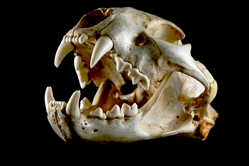 A white cougar skull... side view with mouth opened... with some copy space on the black background