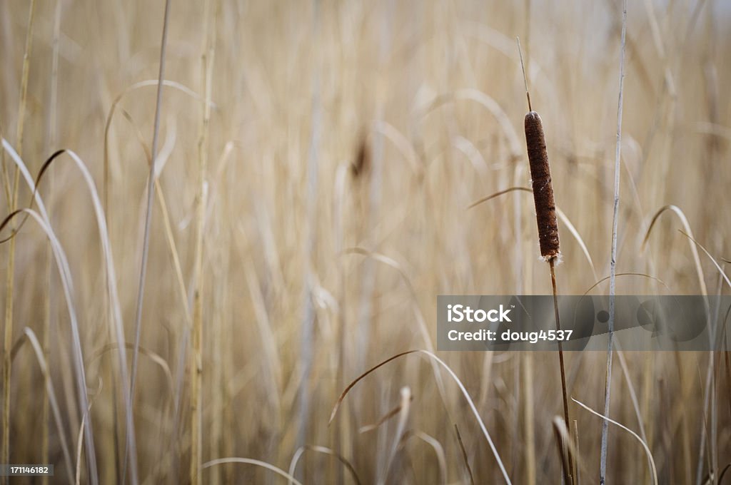 Espadaña de fondo - Foto de stock de Aire libre libre de derechos