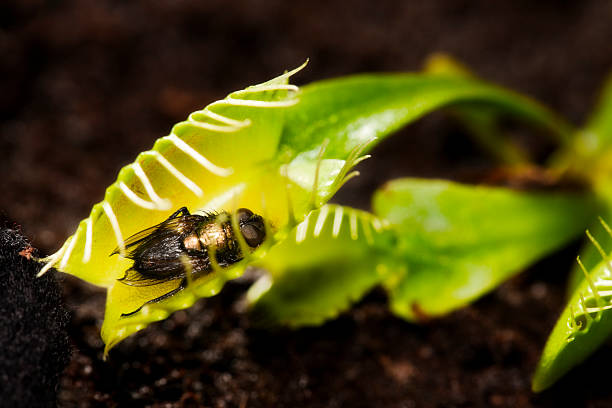 Insect in Venus Flytrap Dead fly in the embrace of a Venus Flytrap. Shot with Canon EOS 1Ds Mark III and 100mm f/2.8 Macro lens. entrapment stock pictures, royalty-free photos & images