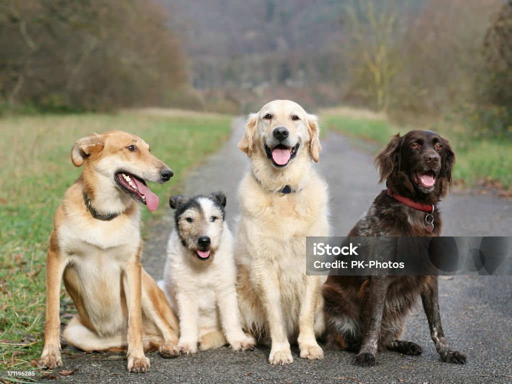 Chien école - Photo de Amitié libre de droits