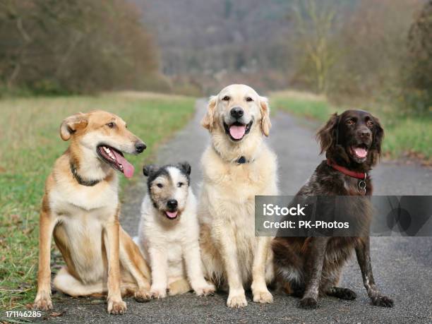 Photo libre de droit de Chien École banque d'images et plus d'images libres de droit de Amitié - Amitié, Animaux domestiques, Assis