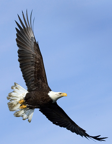 The bald eagle is a bird of prey found in North America. A sea eagle, it has two known subspecies and forms a species pair with the white-tailed eagle. Its range includes most of Canada and Alaska, all of the contiguous United States, and northern Mexico.