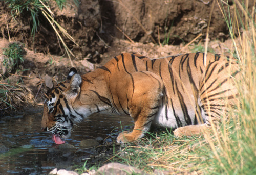 One of the series of my images showing various moods of the royal bengal tiger in Indian national parks.