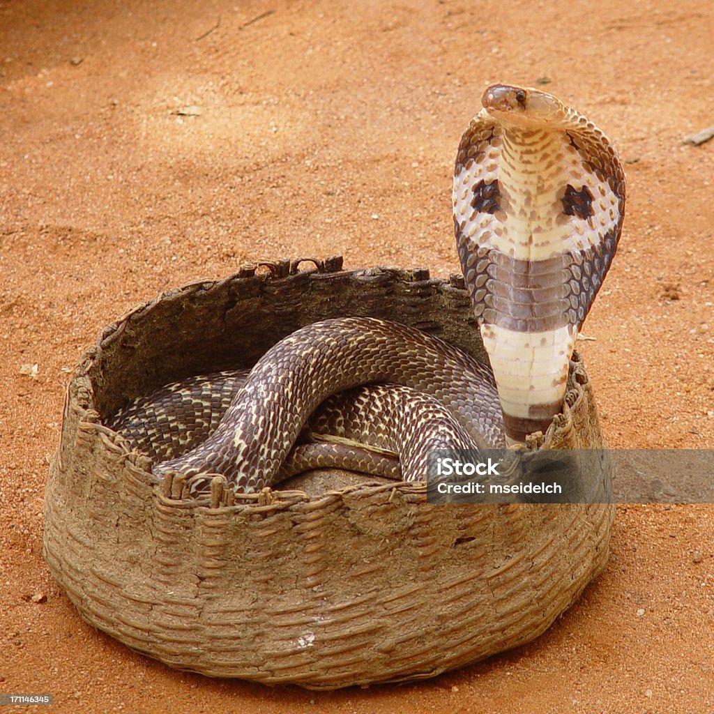 Serpent Cobra au panier - Photo de Serpent libre de droits