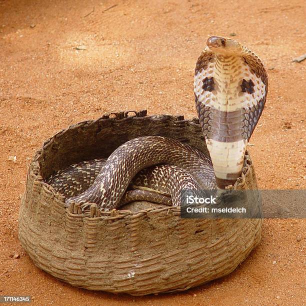 Photo libre de droit de Serpent Cobra Au Panier banque d'images et plus d'images libres de droit de Serpent - Serpent, Flûte - Instrument de musique, Cobra