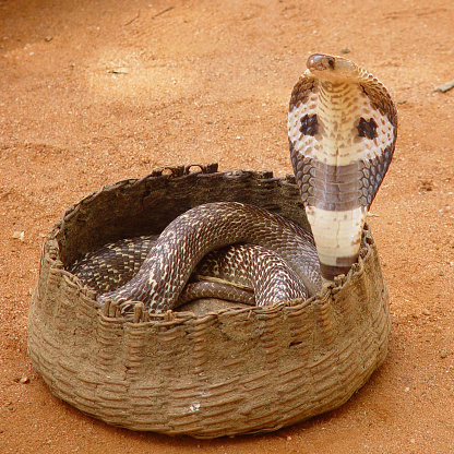 Cobra, Sri Lanka