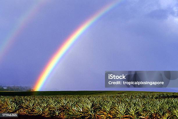 Photo libre de droit de Étatsunis À Hawaï Oahu Arcenciel Sur Champs Dananas banque d'images et plus d'images libres de droit de Arc en ciel