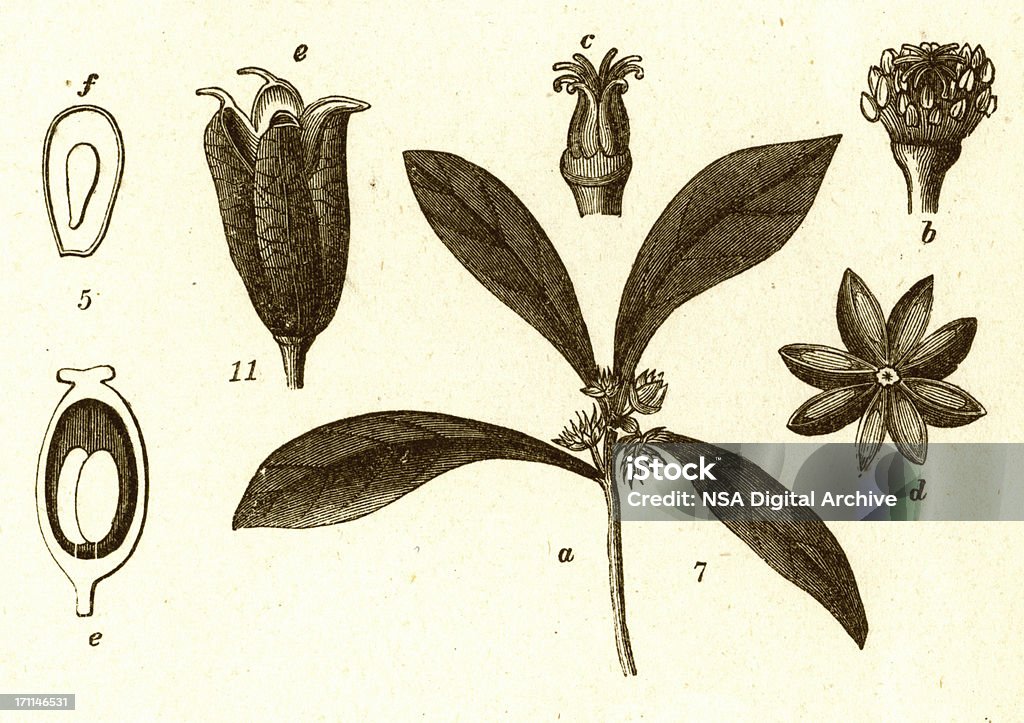 Blumen und alten botanischen Illustrationen - Lizenzfrei 19. Jahrhundert Stock-Illustration