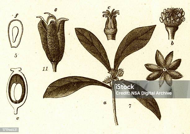 Blumen Und Alten Botanischen Illustrationen Stock Vektor Art und mehr Bilder von 19. Jahrhundert - 19. Jahrhundert, Alt, Altertümlich