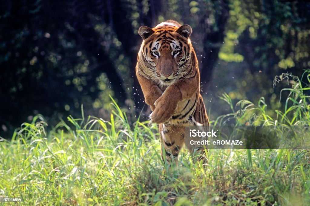 Royal Bengal Tiger - Lizenzfrei Tiger Stock-Foto