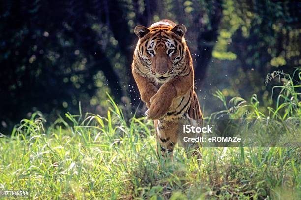 알무데나 인도호랑이 호랑이에 대한 스톡 사진 및 기타 이미지 - 호랑이, 점프, 인도-인도아 대륙