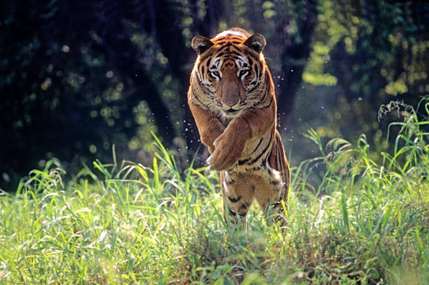 Royal Bengal Tiger jumping through long green grass stock photo
