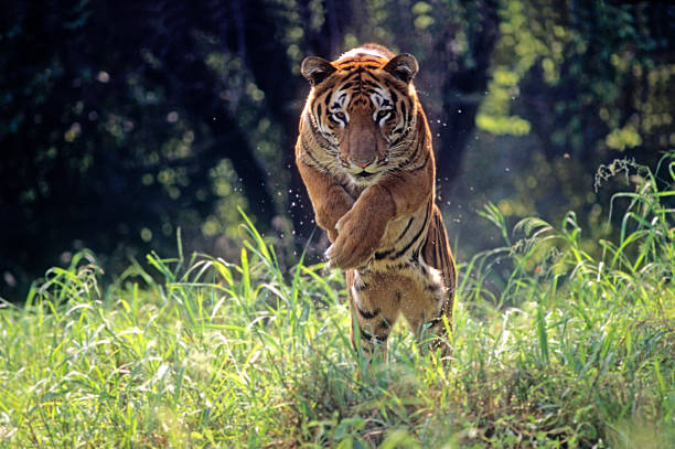 Royal Bengal Tiger jumping through long green grass One more in my series of many moods of the Indian tiger. tiger jumping bengal tiger animal stock pictures, royalty-free photos & images