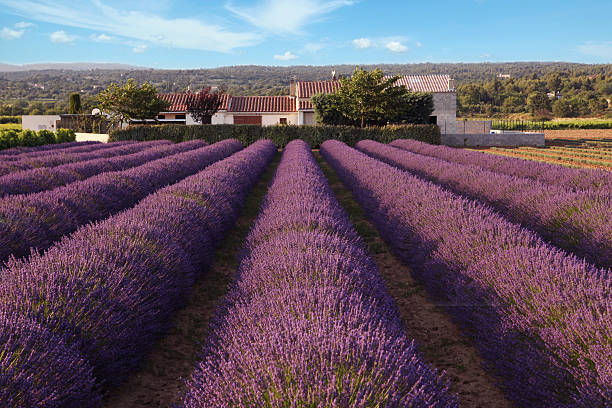 istock Landscape in Provence...France 171146579