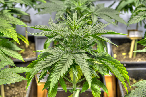 Close-up of female marijuana plant in full bloom. Strong DOF, with main focus on bud at center. High dynamic range photo. 