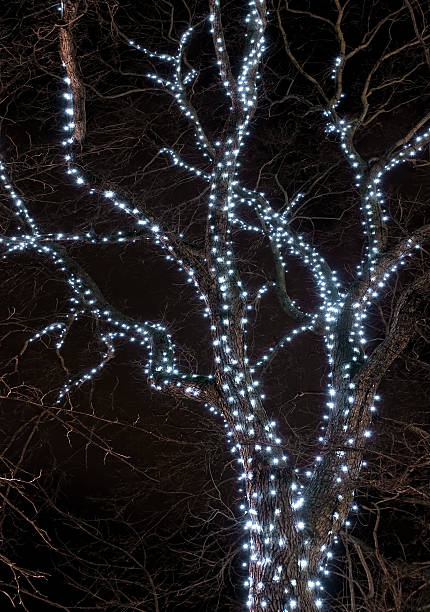 A tree's trunk and branches covered in white fairy lights at night.
