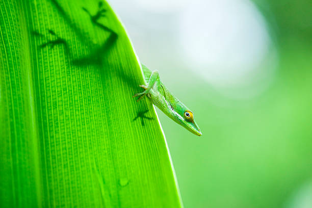 Silhouette of an Anole Lizard peeking over the edge of a lush leaf. Roatan, Honduras