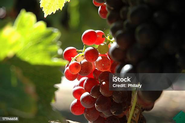 Foto de Iluminação Natural E Uvas e mais fotos de stock de Colheita - Colheita, Uva Vermelha, Bebida alcoólica