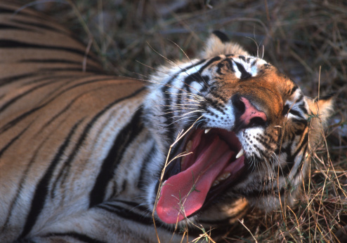One of the series of my images showing various moods of the royal bengal tiger in Indian national parks.