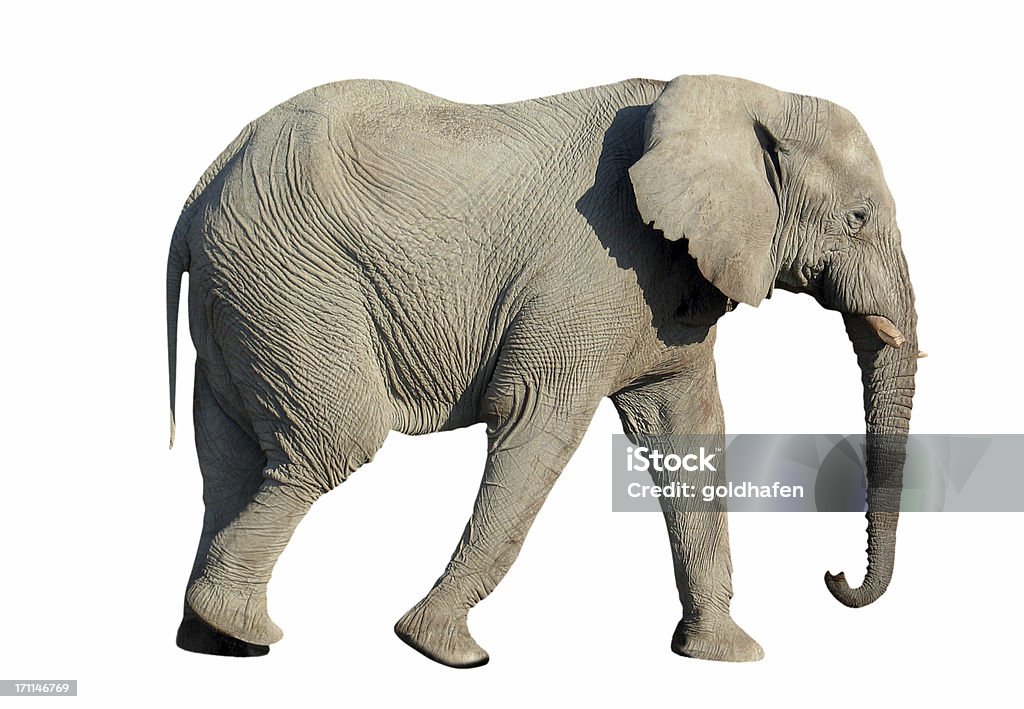 Elefante aislado - Foto de stock de Elefante libre de derechos