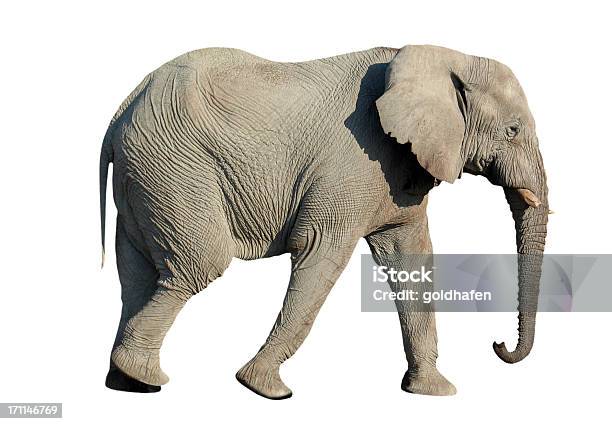 Elefante Aislado Foto de stock y más banco de imágenes de Elefante - Elefante, Recortable, Andar