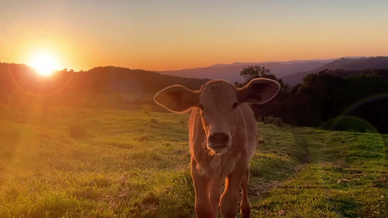 Young  cow running slow motion. Version 1.