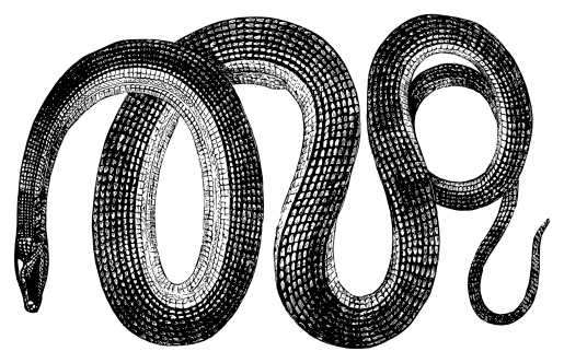 19th-century engraving of a glass snake (isolated on white). Published in Systematischer Bilder-Atlas zum Conversations-Lexikon, Ikonographische Encyklopaedie der Wissenschaften und Kuenste (Brockhaus, Leipzig) in 1844.CLICK ON THE LINKS BELOW FOR HUNDREDS MORE SIMILAR IMAGES: