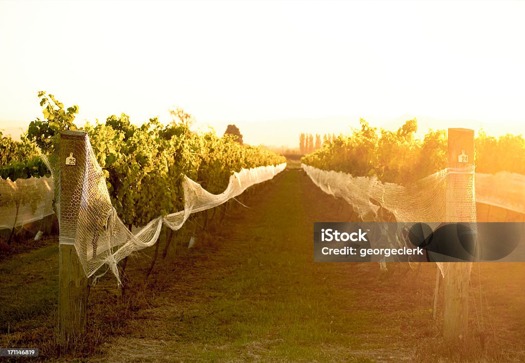 Vines cálidos de verano - Foto de stock de Nueva Zelanda libre de derechos