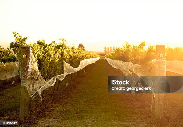 Photo libre de droit de Été Chaud Vines banque d'images et plus d'images libres de droit de Nouvelle-Zélande - Nouvelle-Zélande, Vignoble, Plante grimpante et vigne