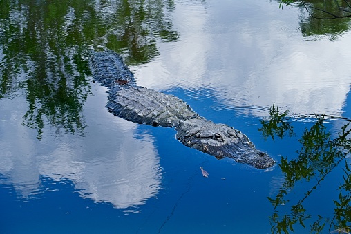 American Alligator with his mouth open enjoying the sun on a cement pad.