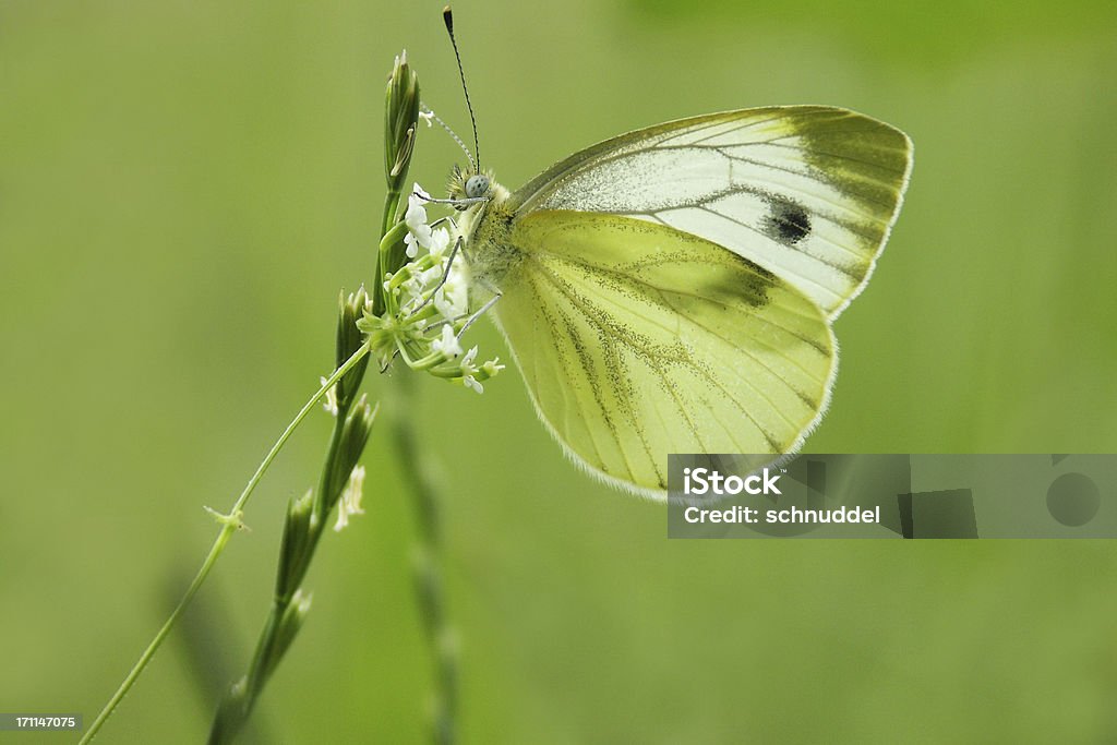 Farfalla di cavolo cappuccio bianco - Foto stock royalty-free di Agosto