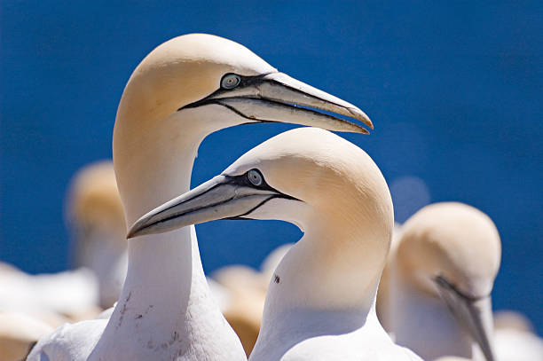 北 gannets - gaspe peninsula ストックフォトと画像