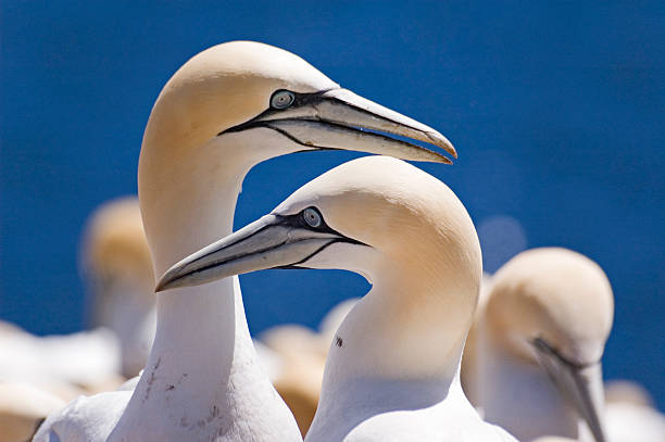 Northern Gannets Northern Gannets on Bonaventure Island, off the coast at Perce, Gaspe Peninsula, Quebec, Canada gaspe peninsula stock pictures, royalty-free photos & images
