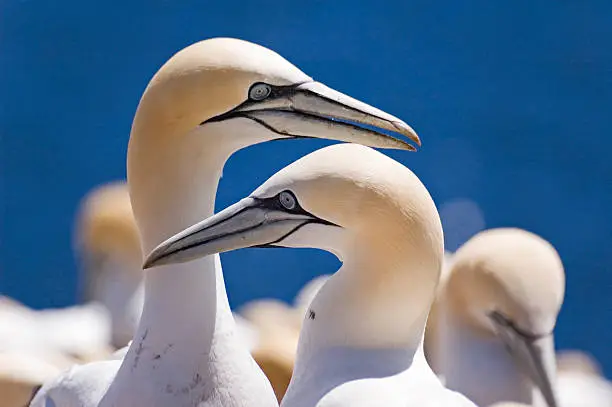 Photo of Northern Gannets