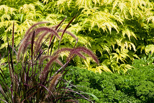 Purple Fountain Grass, Parsley and Sutherland Gold Elderberry in a garden.