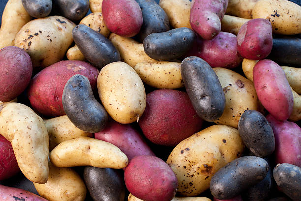artenvielfalt-auswahl von kartoffeln - red potato raw potato red vegetable stock-fotos und bilder