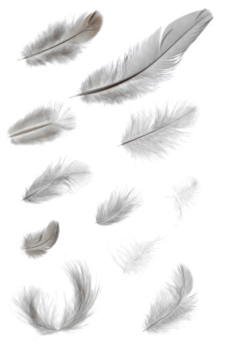 Feathers on white background