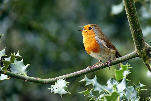 Robin (Erithacus rubecula)  animal call stock pictures, royalty-free photos & images