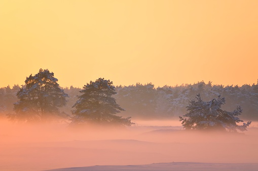 Winter landscape with trees and misty snow covered sand dunes in The Veluwe in The Netherlands.