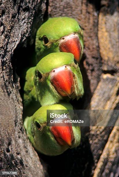 Rose Sideroblastos Nestlings Familia De Los Periquitos Foto de stock y más banco de imágenes de Agujero