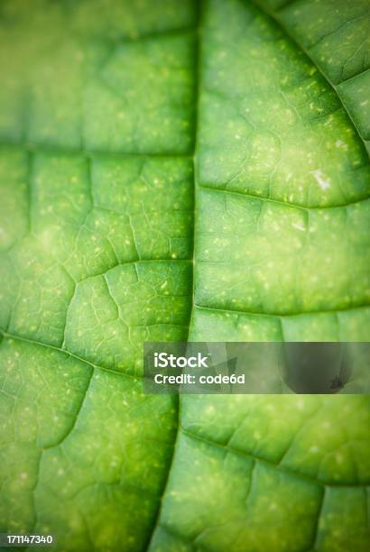 Fundo De Folha De Papel De Parede Verde Foco Diferencial Macro - Fotografias de stock e mais imagens de Cor verde