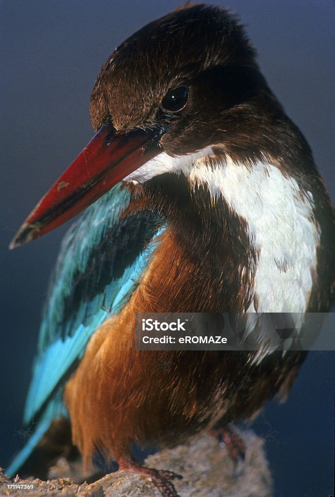 Kingfisher Retrato - Foto de stock de Animal royalty-free