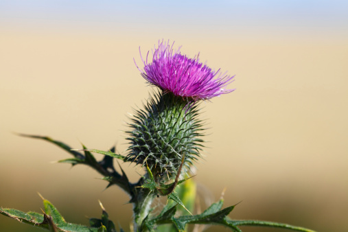 Purple flower of a Scottish Thistle.