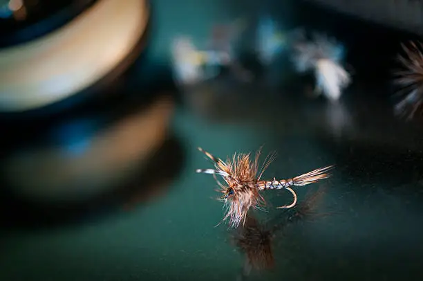 A dry fly used as a fly fishing bait.  The fly is an Adams, used mainly in trout fishing.Click here for