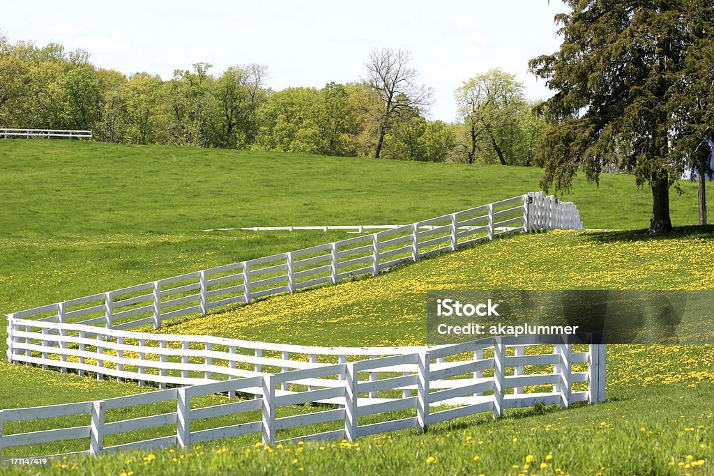 Dandelions en un caballo Rancho - Foto de stock de Valla - Límite libre de derechos